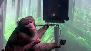 Neuralink Shares Video of a Monkey Playing Pong